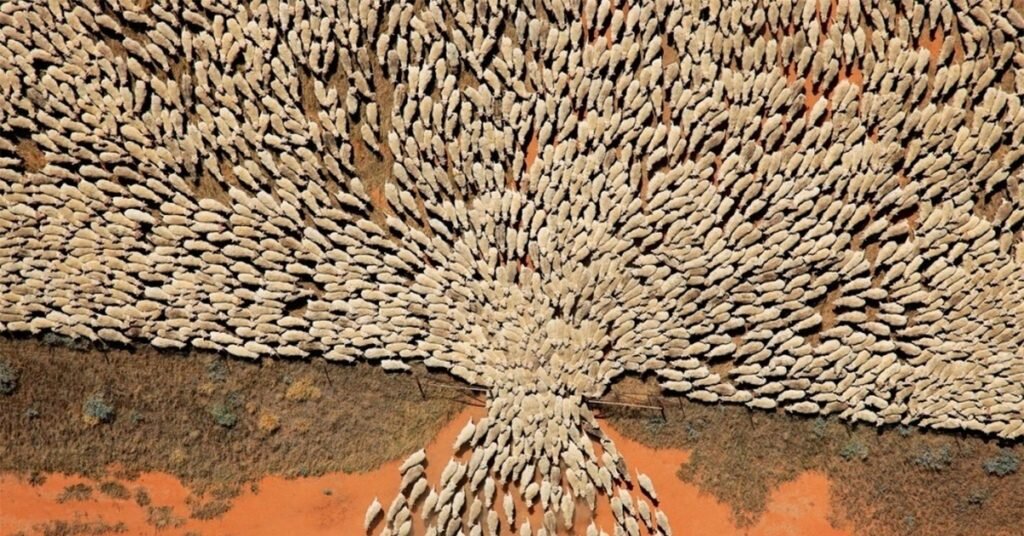 возвращаясь к баранам...