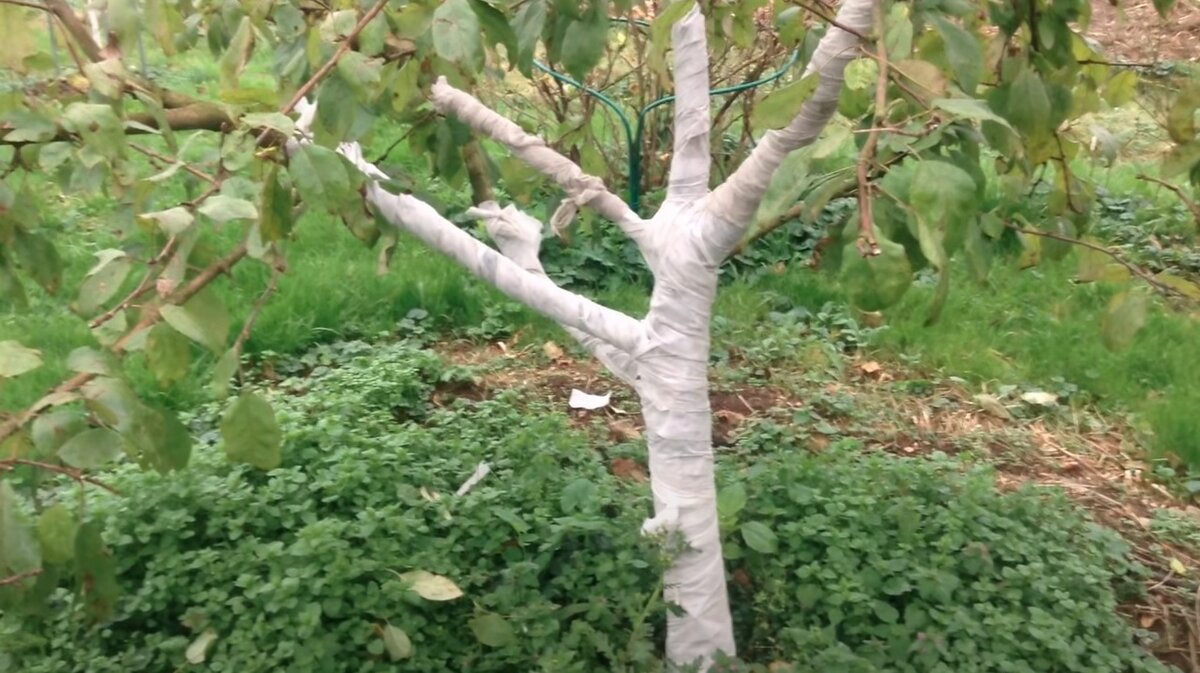 укрытие деревьев перед зимой