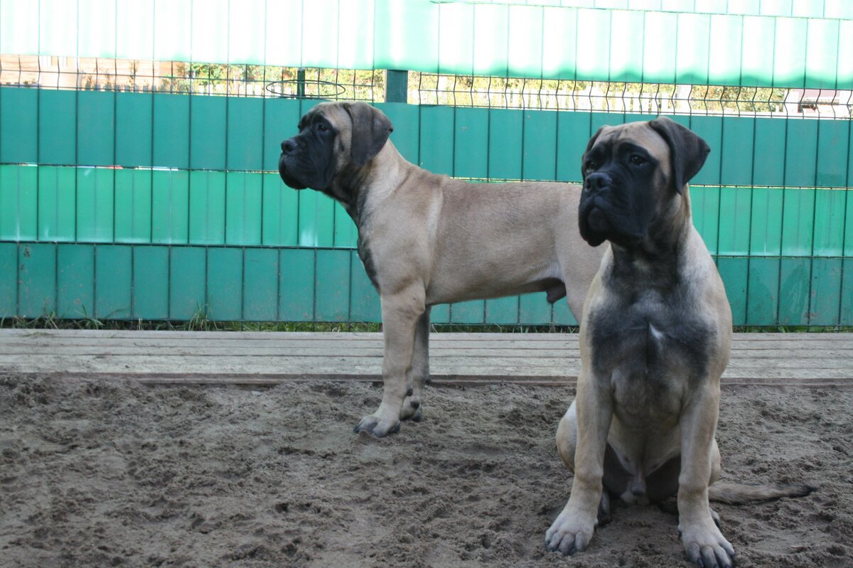 Бульмастифы Апрель и Ари