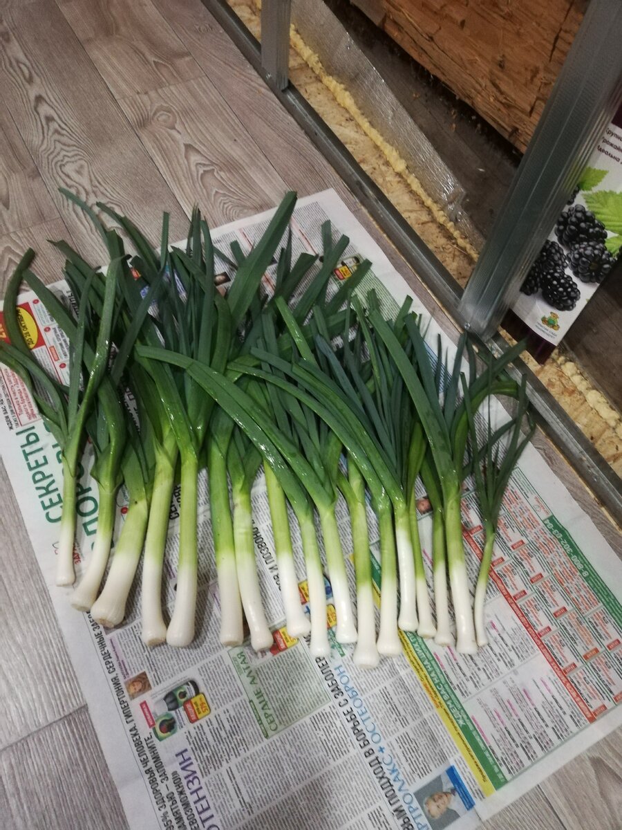 Наш маленький, пробный урожай. 