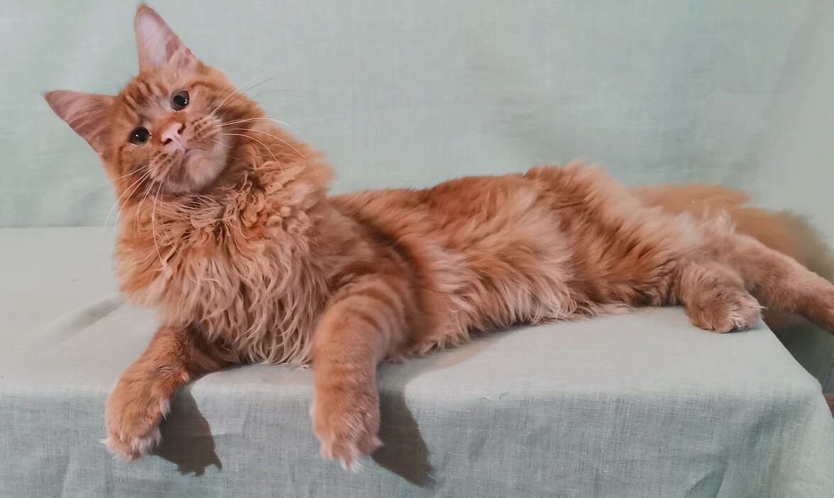 Племенной кот нашего питомника Fiery Angel's Martin. Здесь ему 7 месяцев