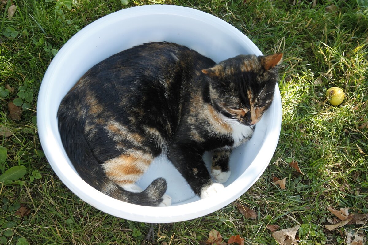 Как уютно в тазике поспать! Фото автора