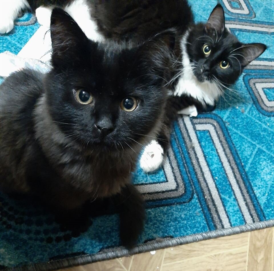 Герои наших постов, Вечер (чёрный) и Ветер (чёрно-белый)