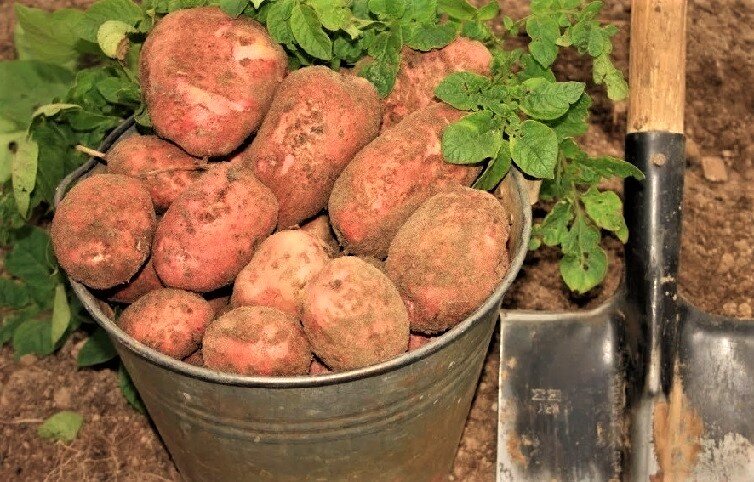 Источник фото: Яндекс.Картинки