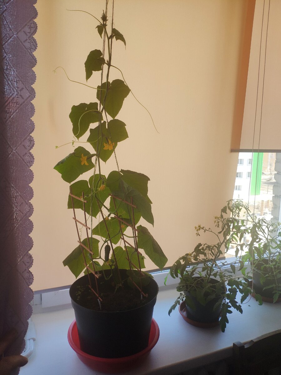 Огурец второй месяц отлично себя чувствует на восточном окне