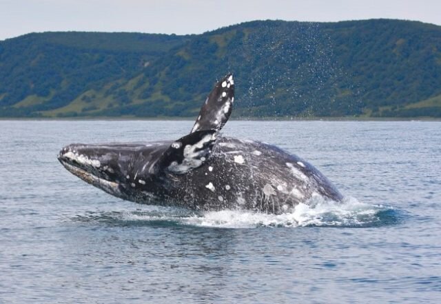 Источник: yandex.ru