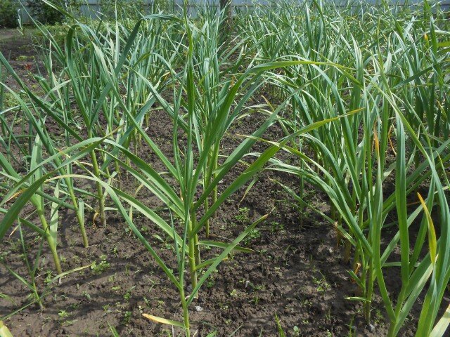 чеснок озимый на грядке