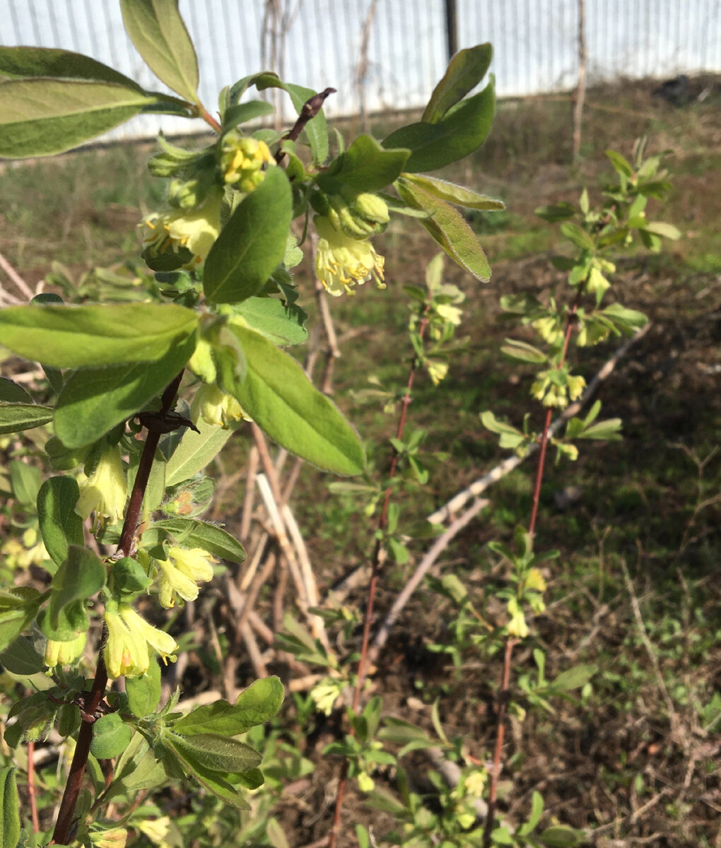 Жимолость вперед всех цветет и полезная