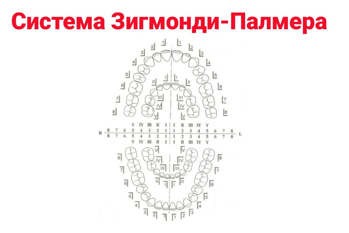 Нумерация зубов в стоматологии схема у взрослых