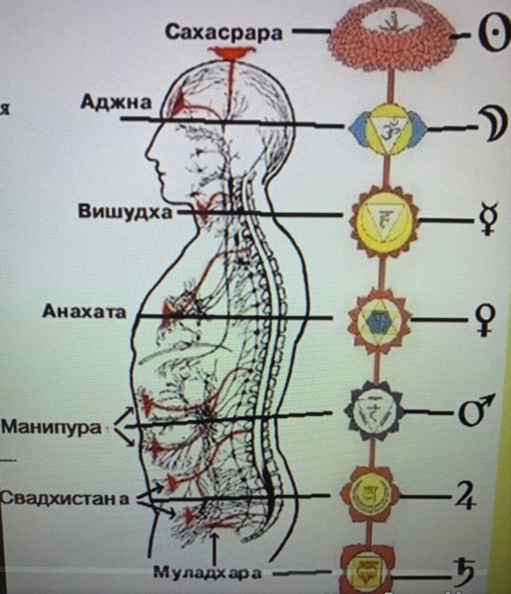 Алхимия 23. Кундалини сушумна. Канал сушумна. Сахасрара чакра где находится фото.