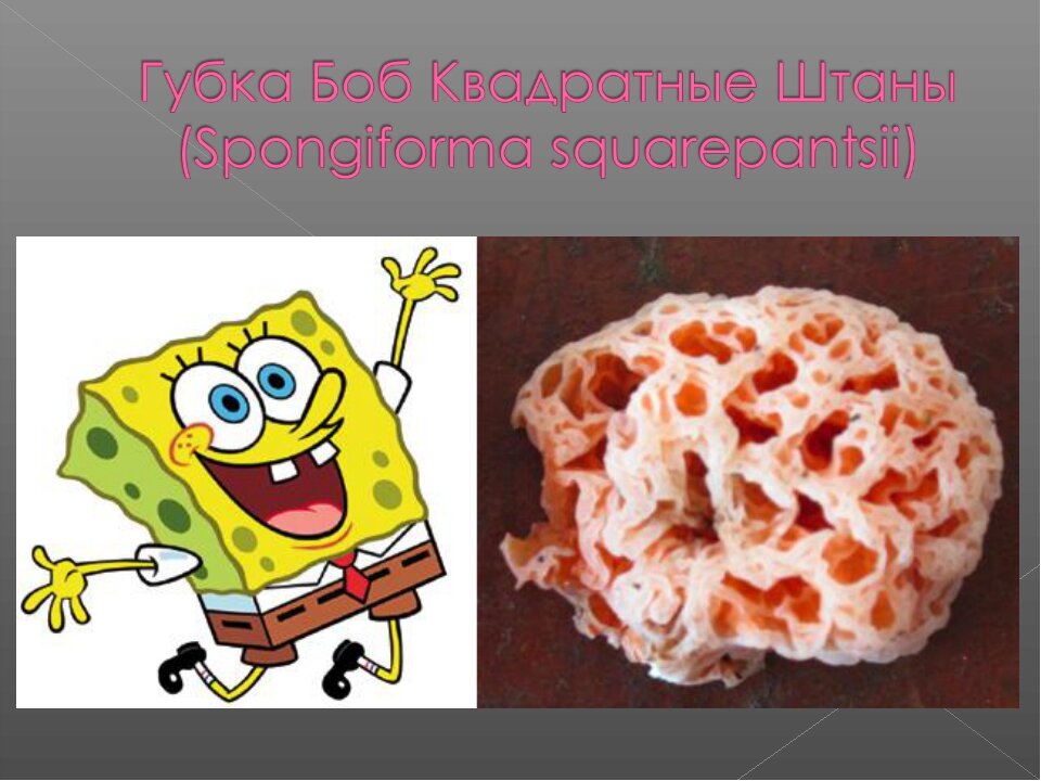 Губка Боб и гриб.