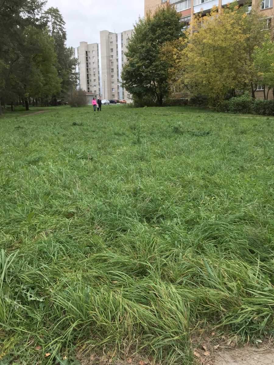 Das Gras ist am höchsten und am grünsten hier. Трава здесь самая высокая и самая зеленая. 