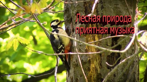 Лесная природа, приятная музыка