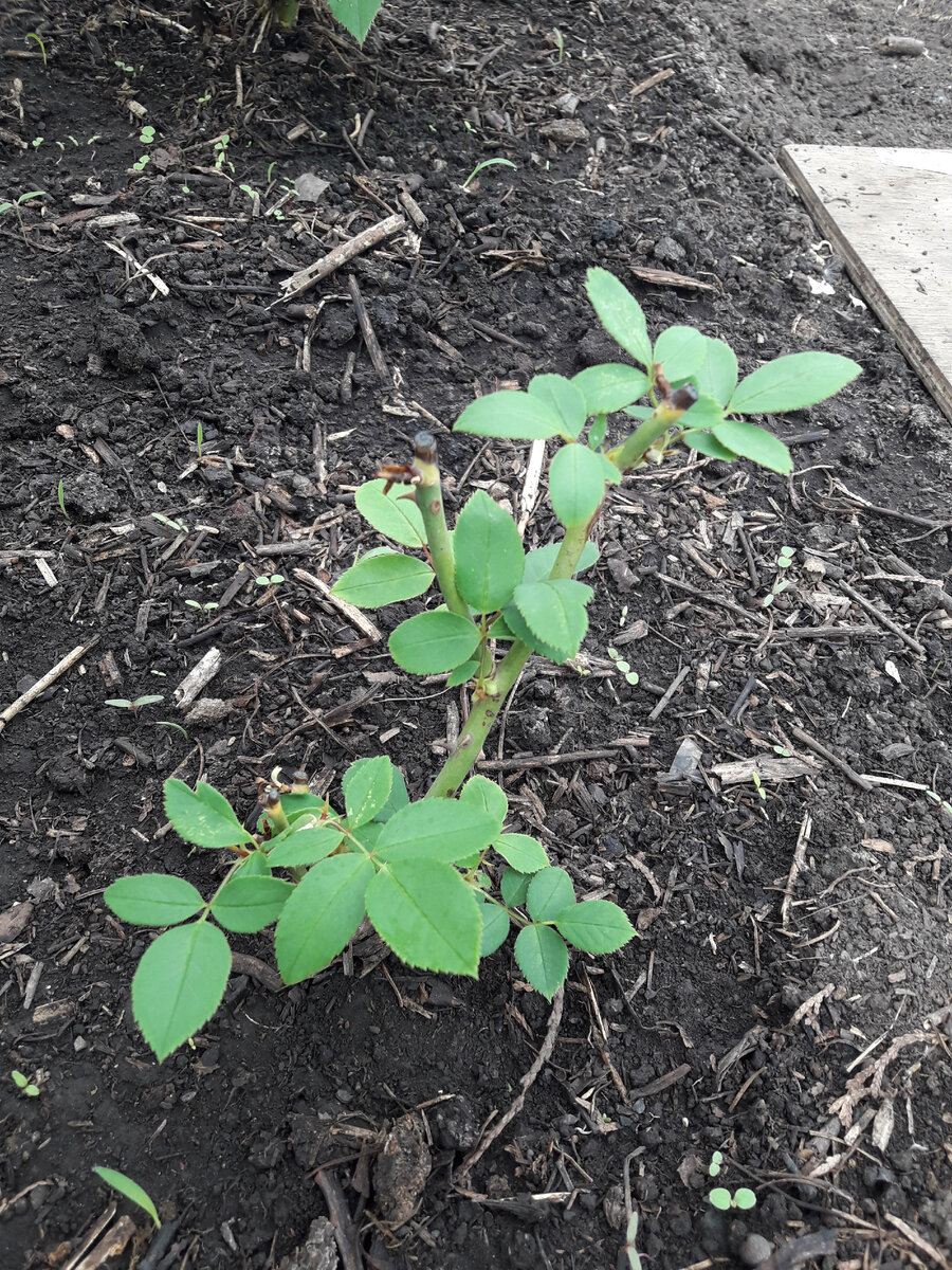 В таком состоянии саженец находился почти 2 месяца