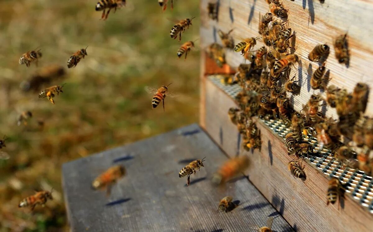 Яндекс картинки.