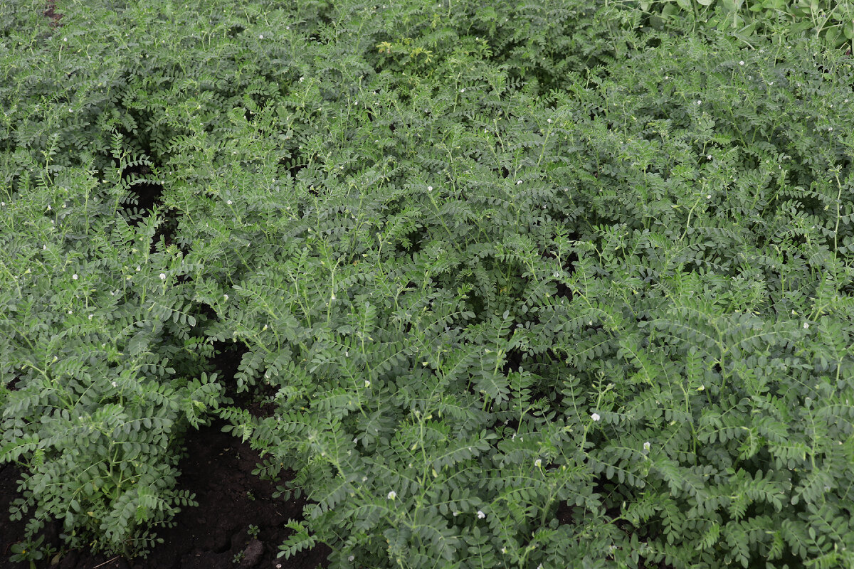 так растет нут (фото автора)