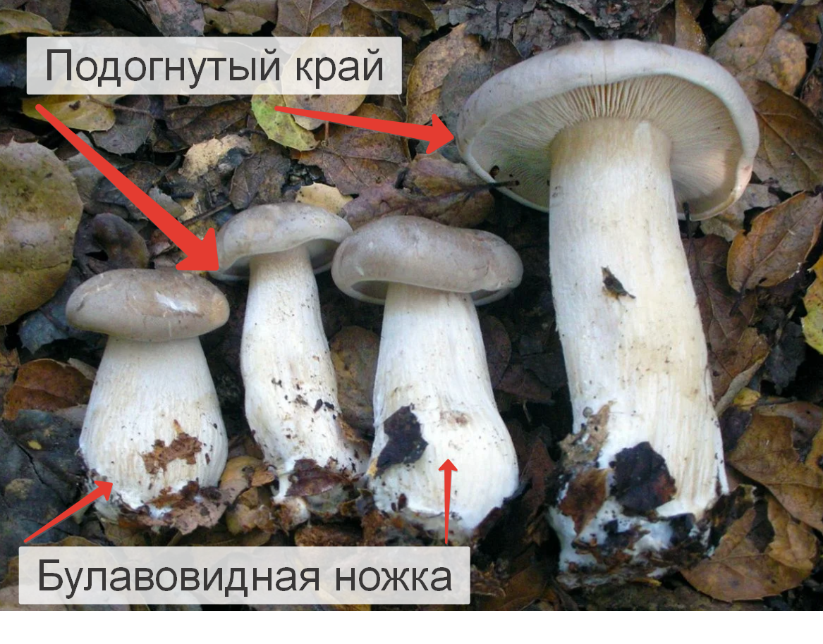 Рядовка надломленная — описание гриба, где растет, похожие виды, фото