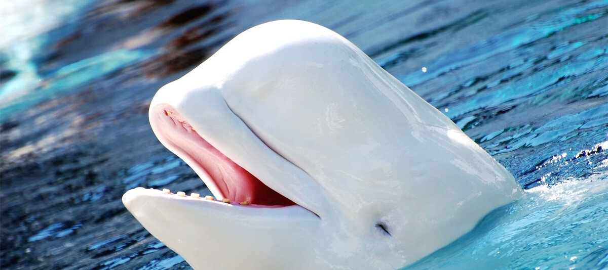 Фото из открытого источника.