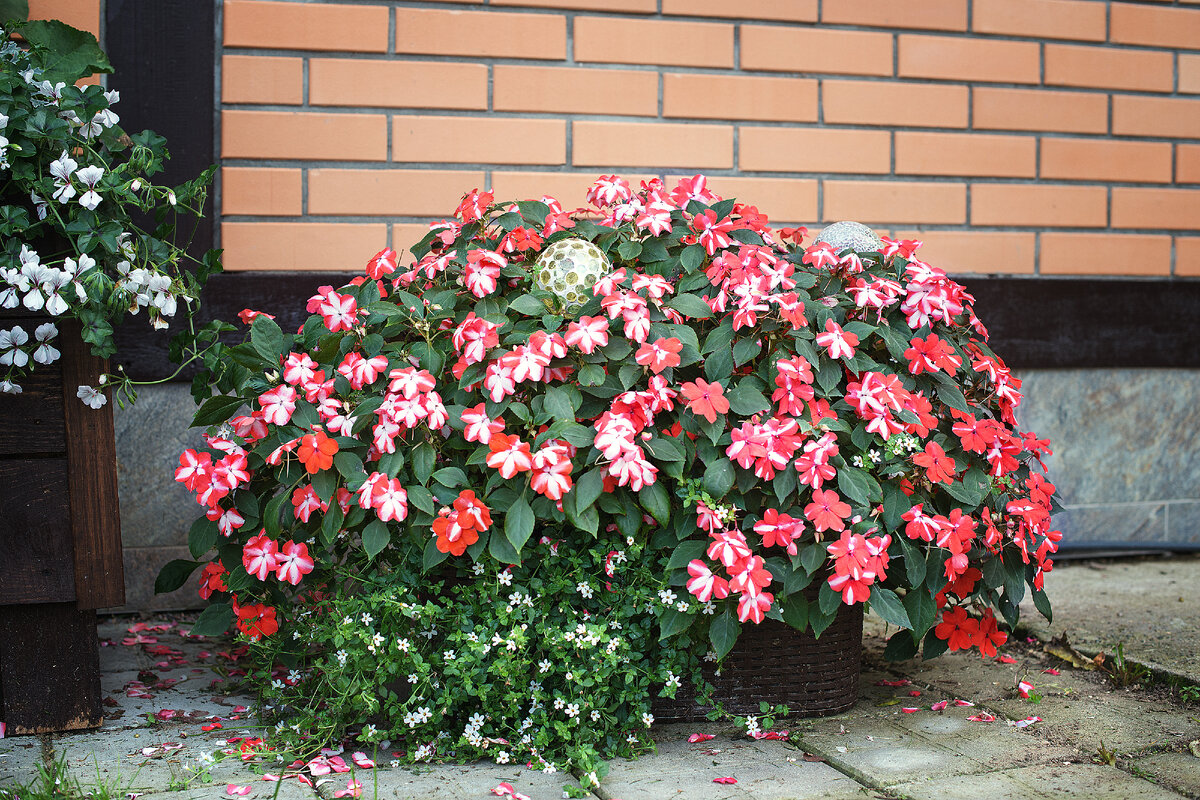 Бальзамин ампельный в сочетании с бакопой