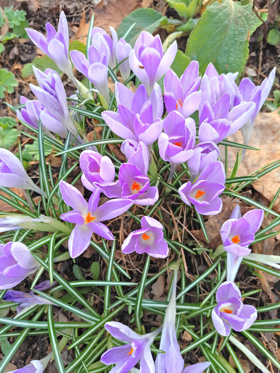 Цветущая лужайка из первоцветов на участке | Сад Анны Гауэр | Дзен