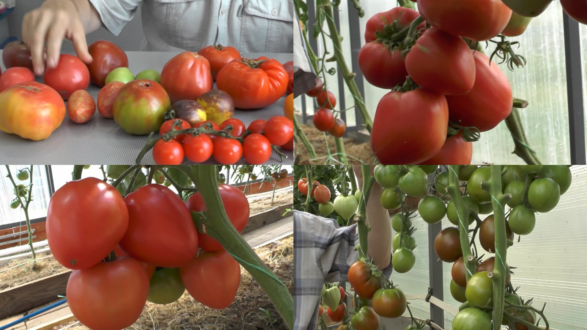 Только проверенные сорта томатов | Огород - сад Медведевых | Дзен