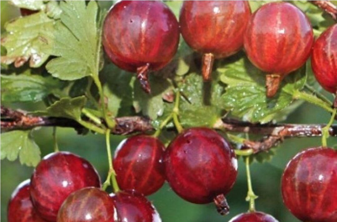 крыжовник консул сенатор. крыжовник арлекин. саженцы крыжовник машека. саженцы крыжовник машека. крыжовник консул сенатор.