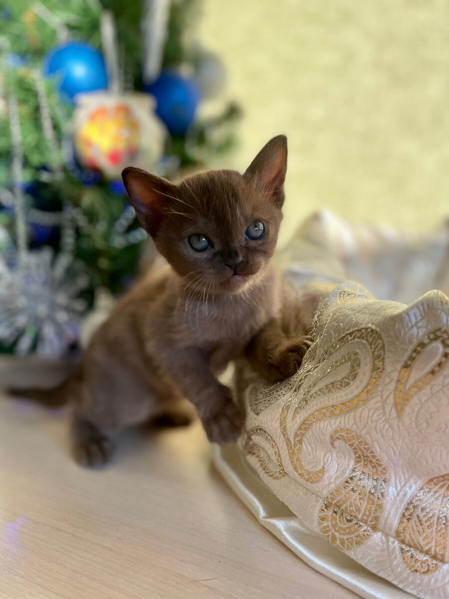 Jasper Burmese baby love 