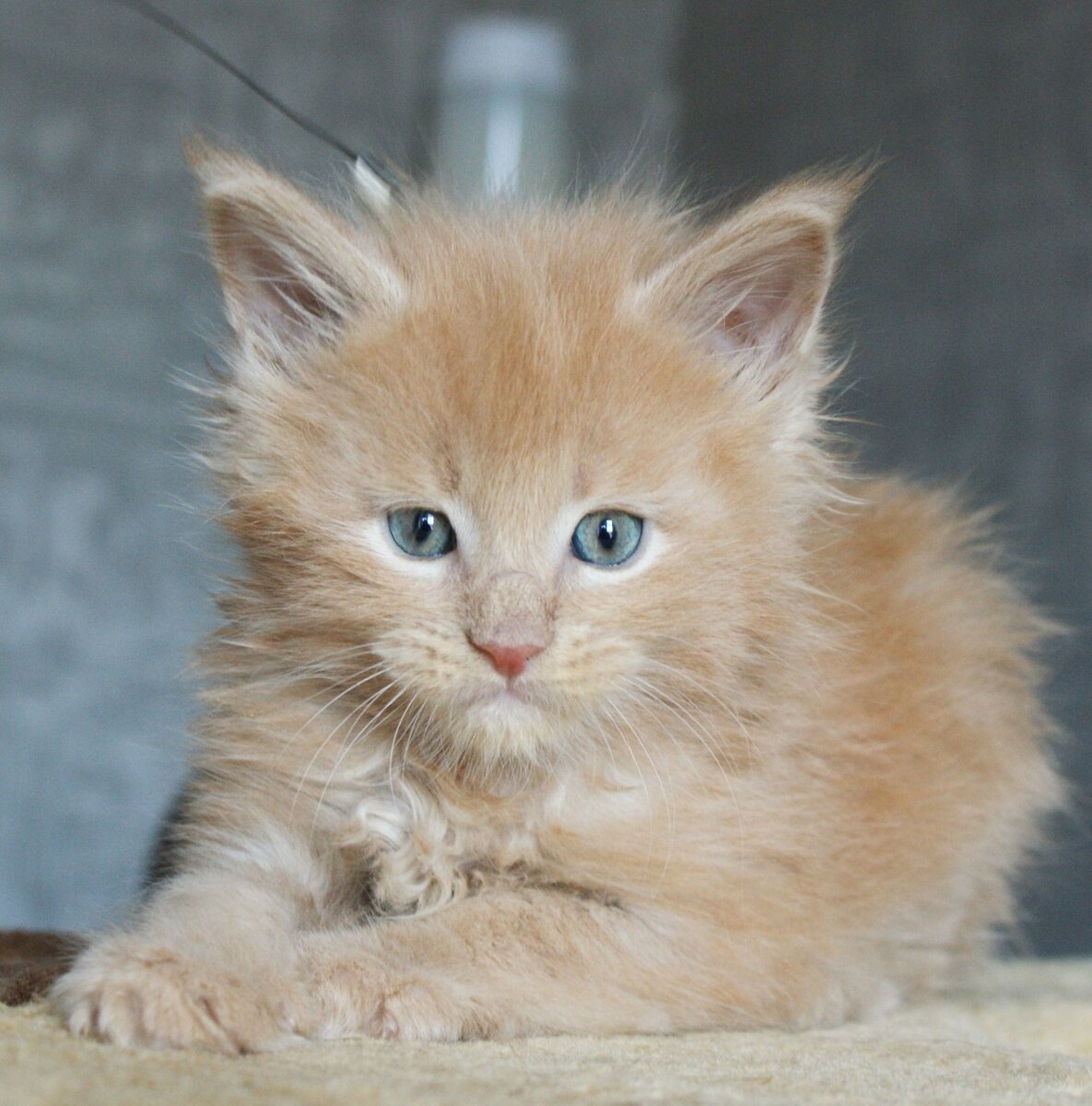 Фото из личного архива. Цитрус Котоамацуками