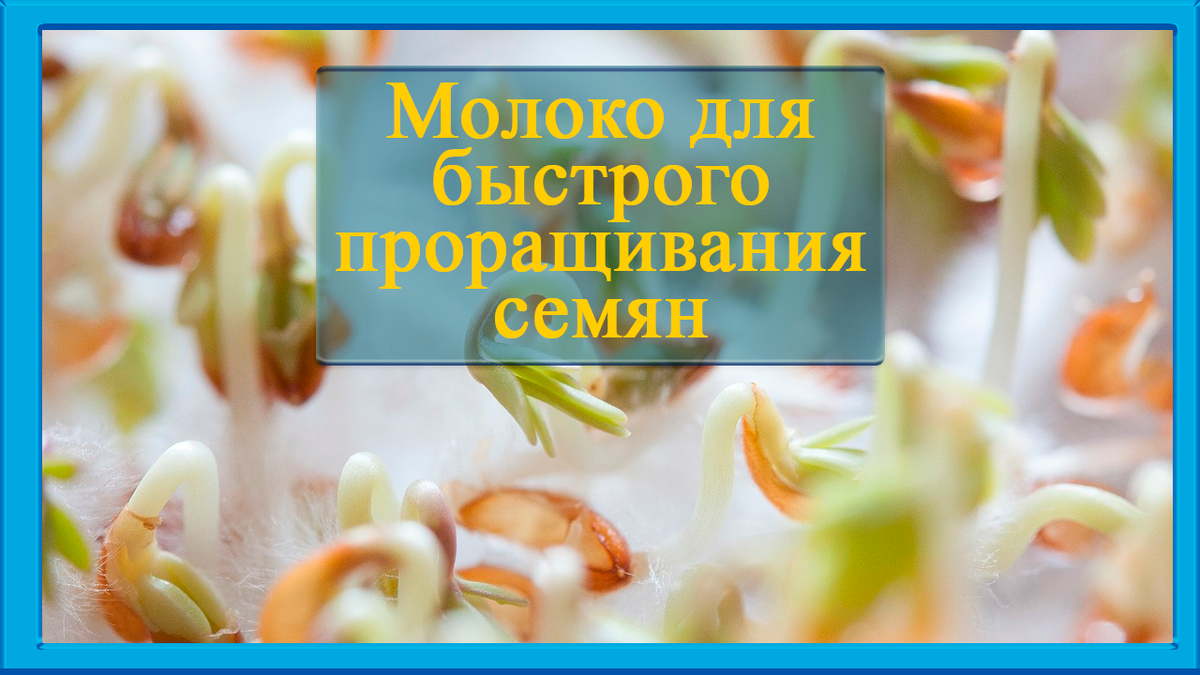 Молоко разбудит семена (даже очень старые) и можно получить отличный  урожай. | ЖИЗНЬ И ХОББИ / LIFE AND HOBBIES | Дзен