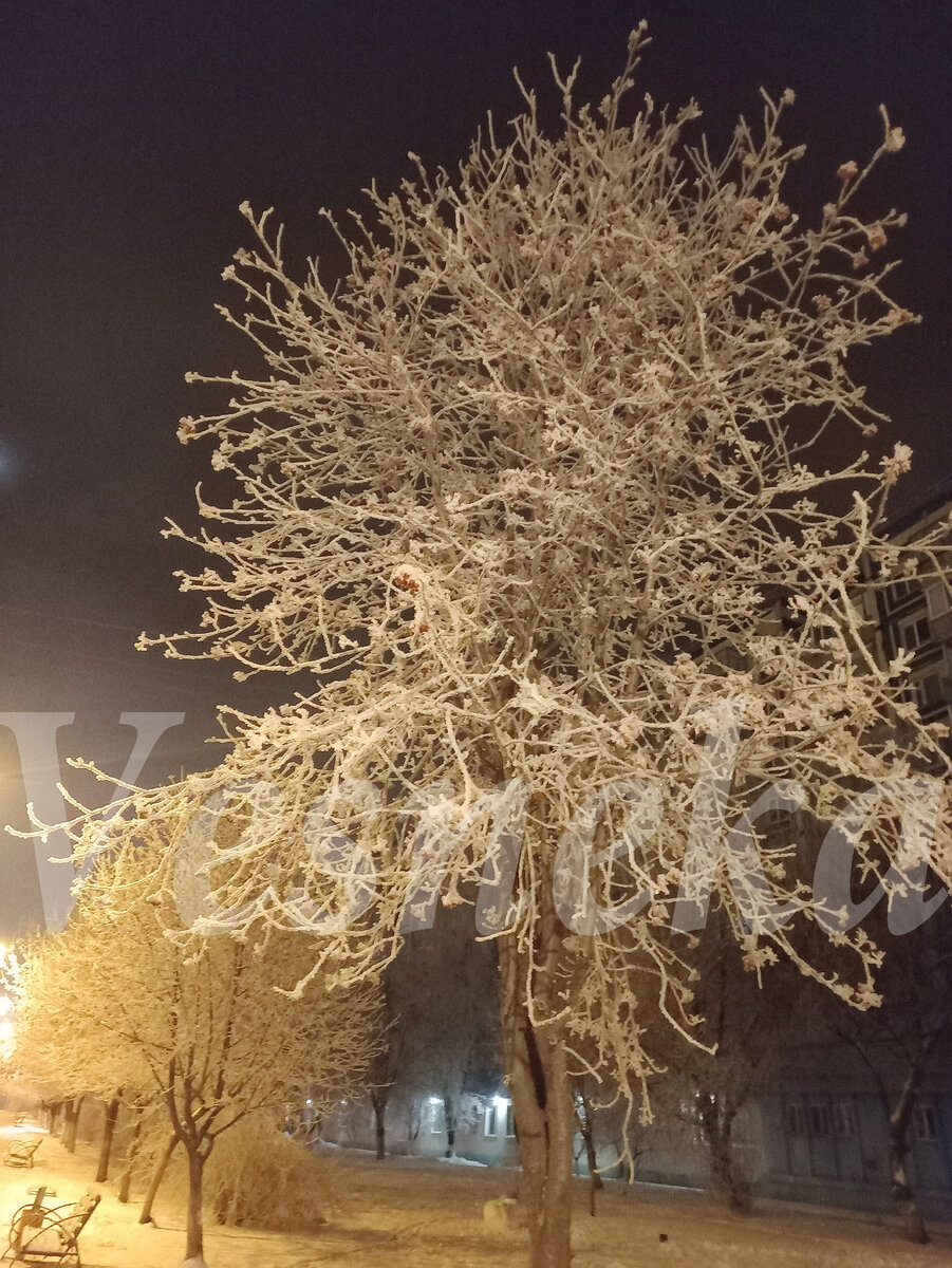 Фото автора. Деревья с вете фонарей
