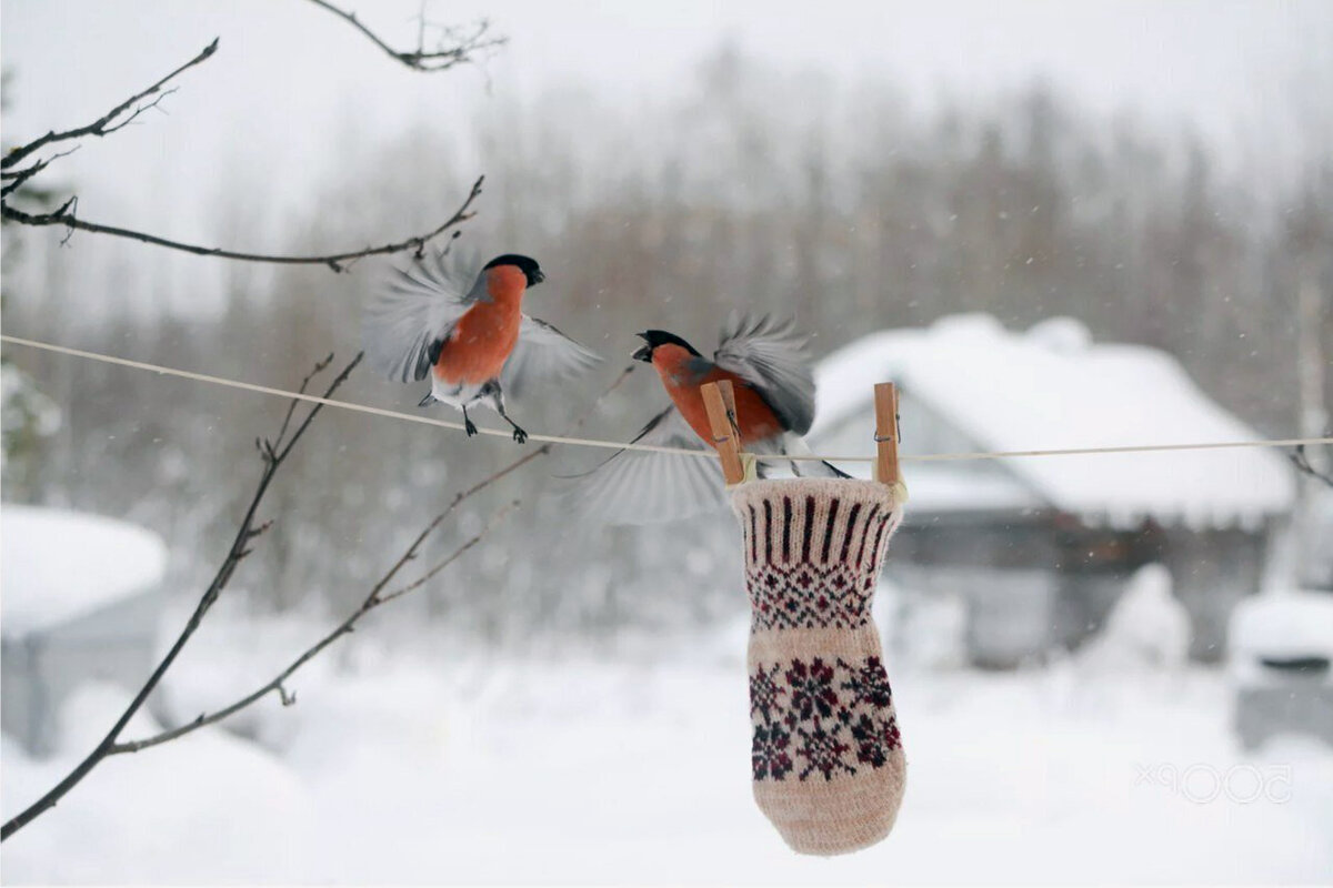 Птицы зимой песни. Птицы зимой. Снегири на снегу. Снегири зимой. Снегири в зимнем лесу.