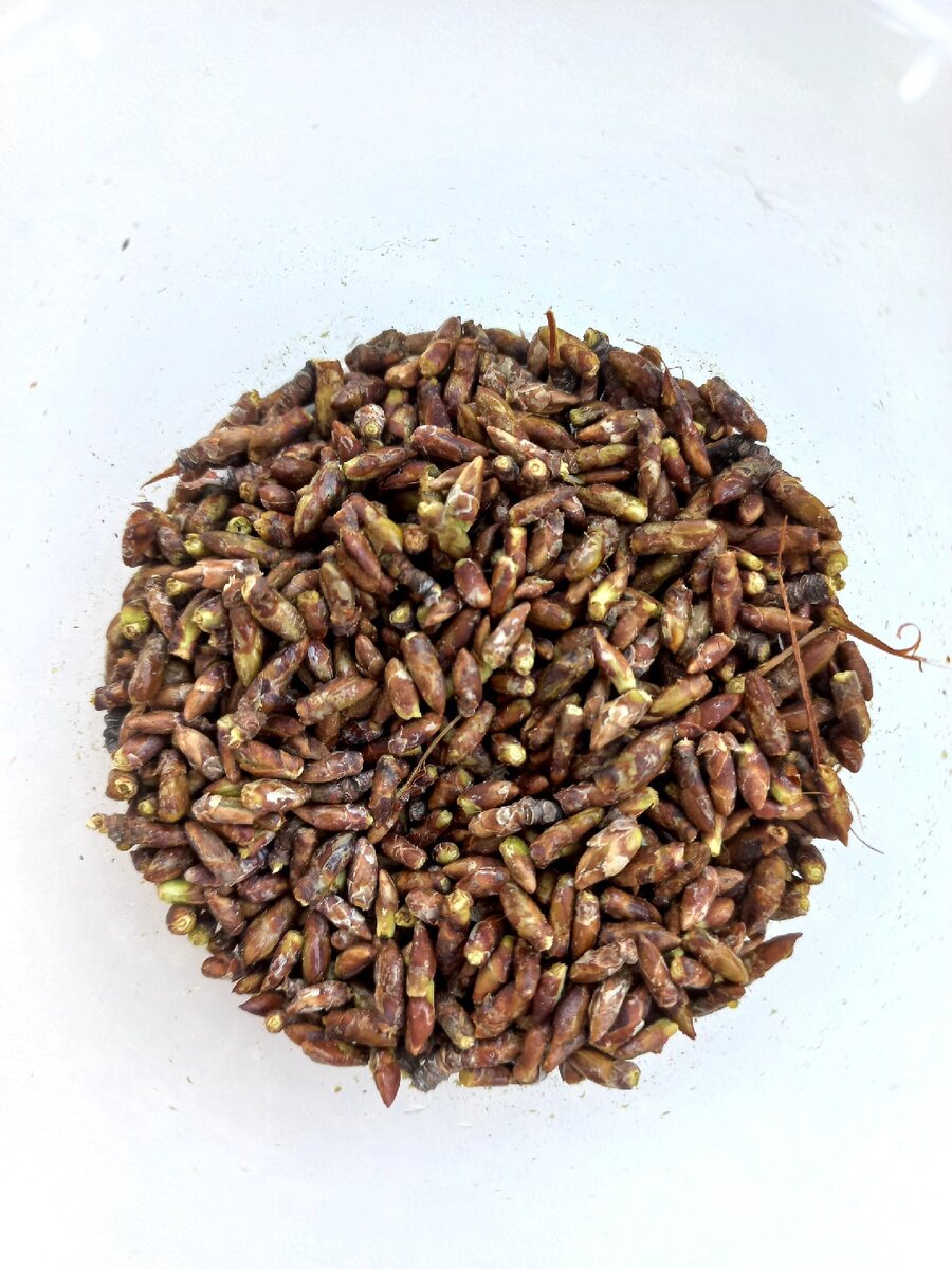 Смолянистые березовые почки