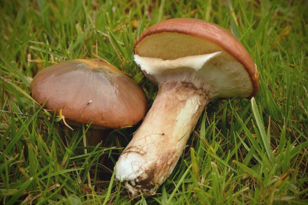 Ответ неверный. Маслёнок обыкновенный (Настоящий, поздний) съедобен, конечно.)) 