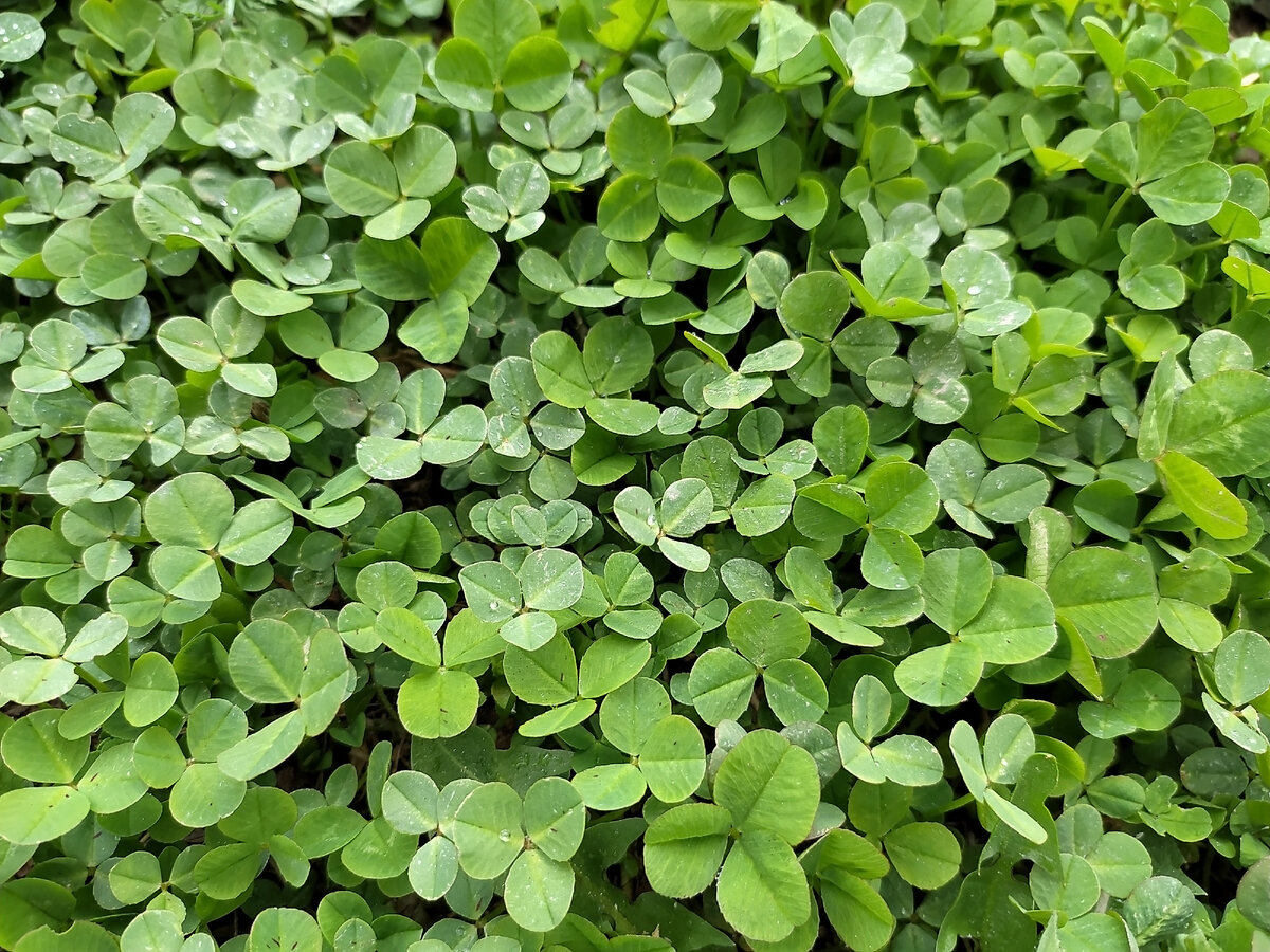 Сидераты - растения, которые выращивают для заделки в почву