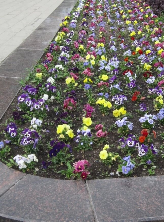 Анюточки пестрые и смотрятся как узор но мне надо поуже полоску и лучше не однотонные. 