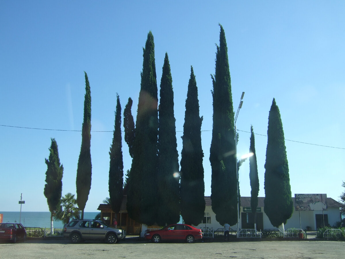 Деревья -  кисточки! Беличьи... )