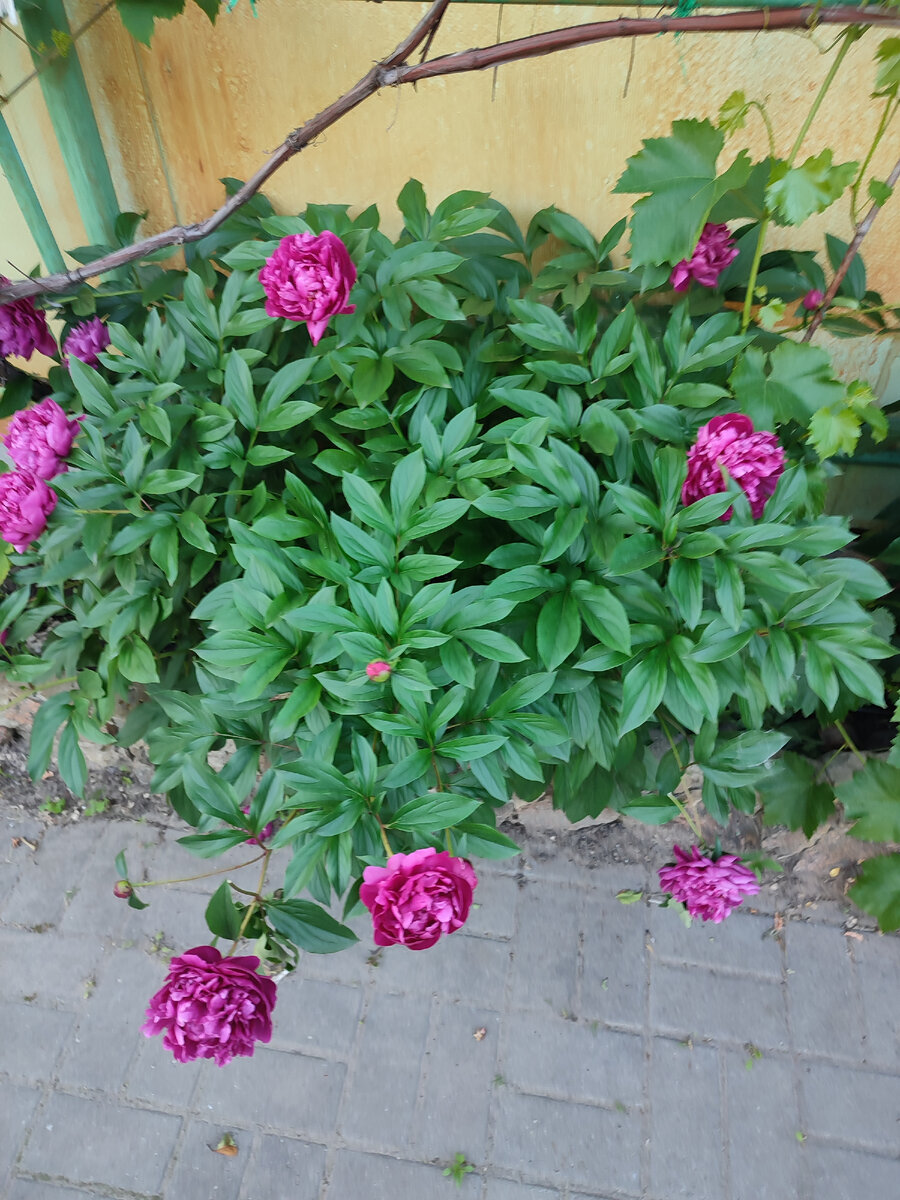 Пион