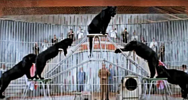 Цирк пантера. Якутск цирк пантеры. Якутск цирк пантеры. Цирковая пантера. Леопард в цирке.