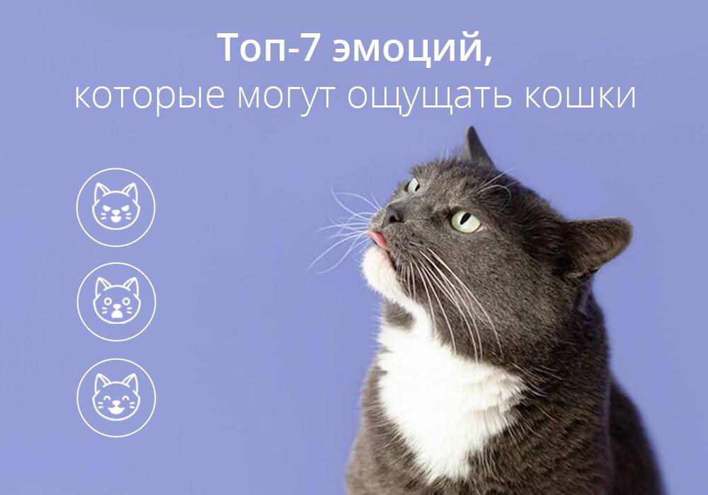 Топ-7 эмоций, которые могут ощущать кошки | Апиценна | Дзен