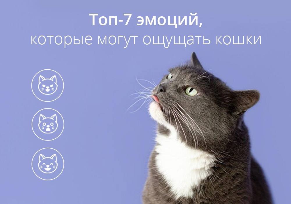 Что чувствуют кошки. Кошки могут чувствовать. Кошки могут чувствовать. Что чувствуют кошки. Кот с письмом.