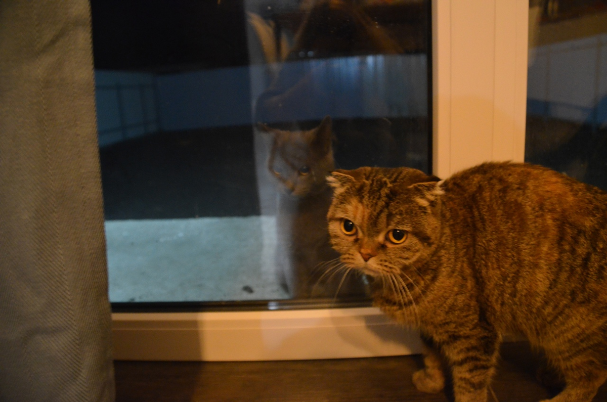 Это наша Нюша, она тоже не любит тапки и любит сосиски.