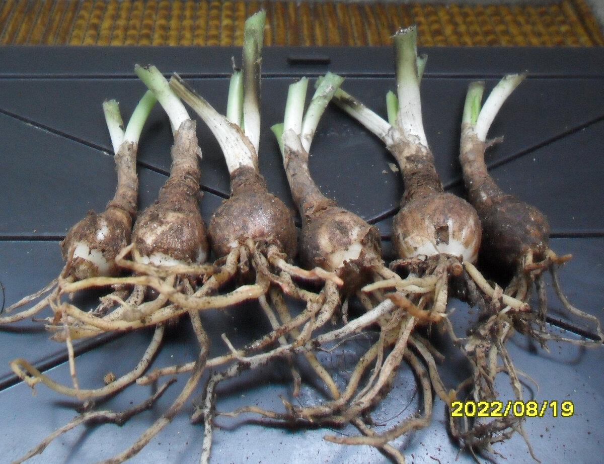 Луковицы Эухариса из земляного кома