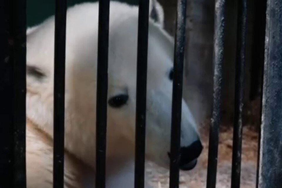     Фото: Телеграм-канал Светланы Акуловой, кадр из видео