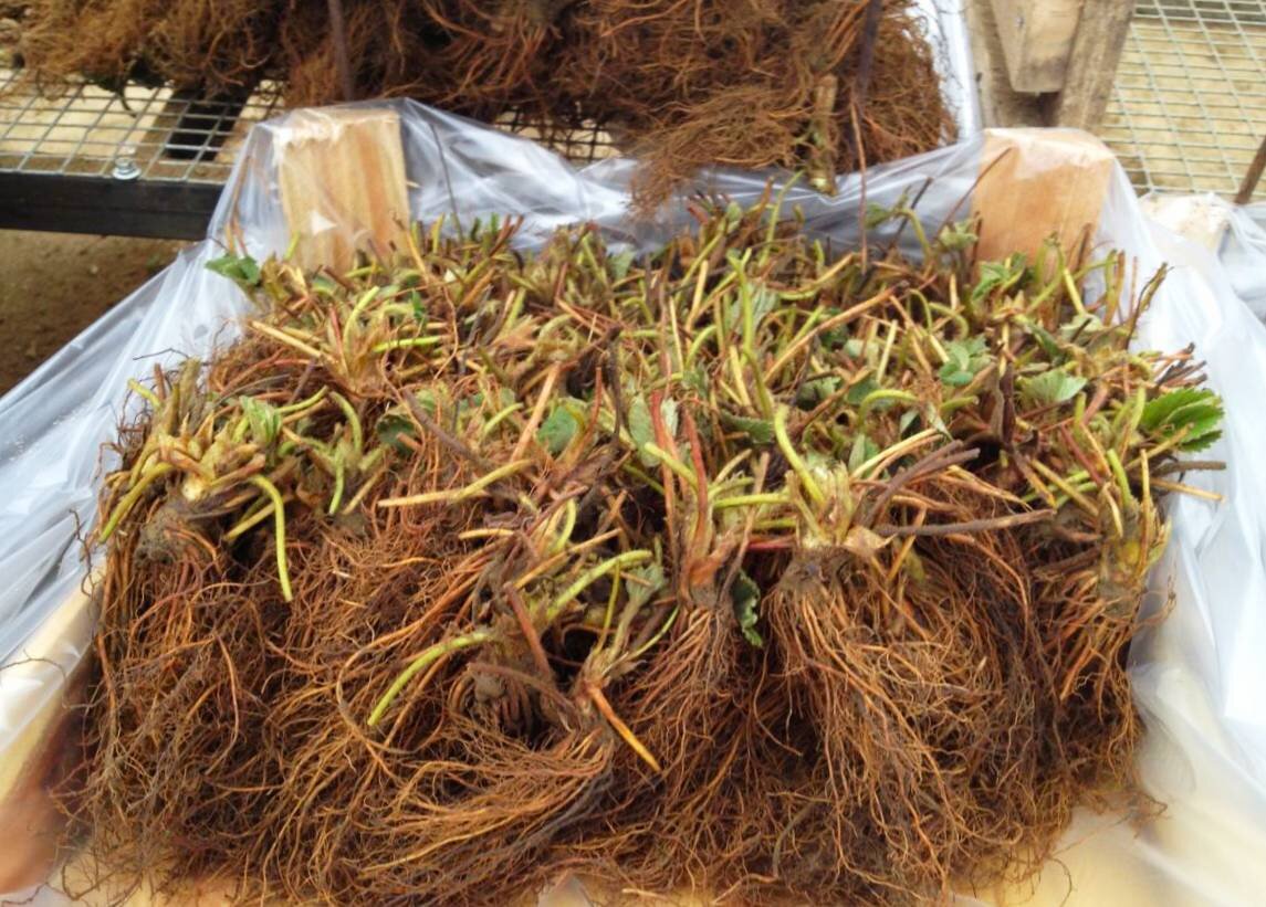 Фото с сайта balthazar.club