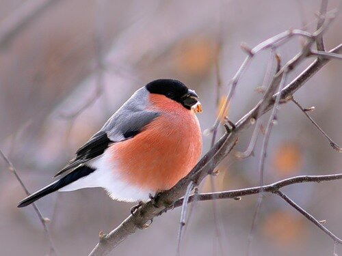 Фото из сети