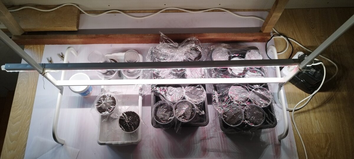 Вторую неделю рассада провела под лампой