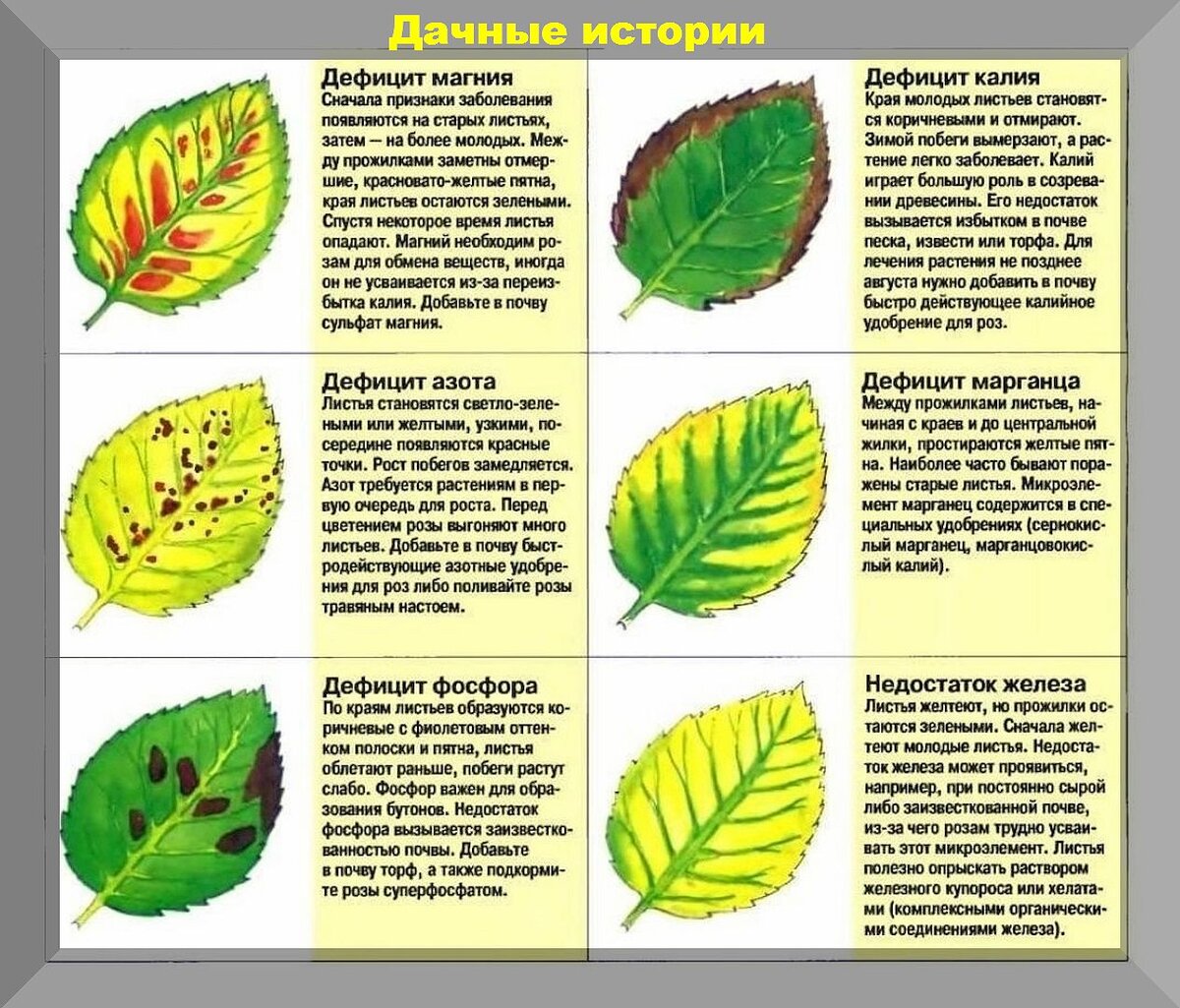 болезни розы фото и чем лечить