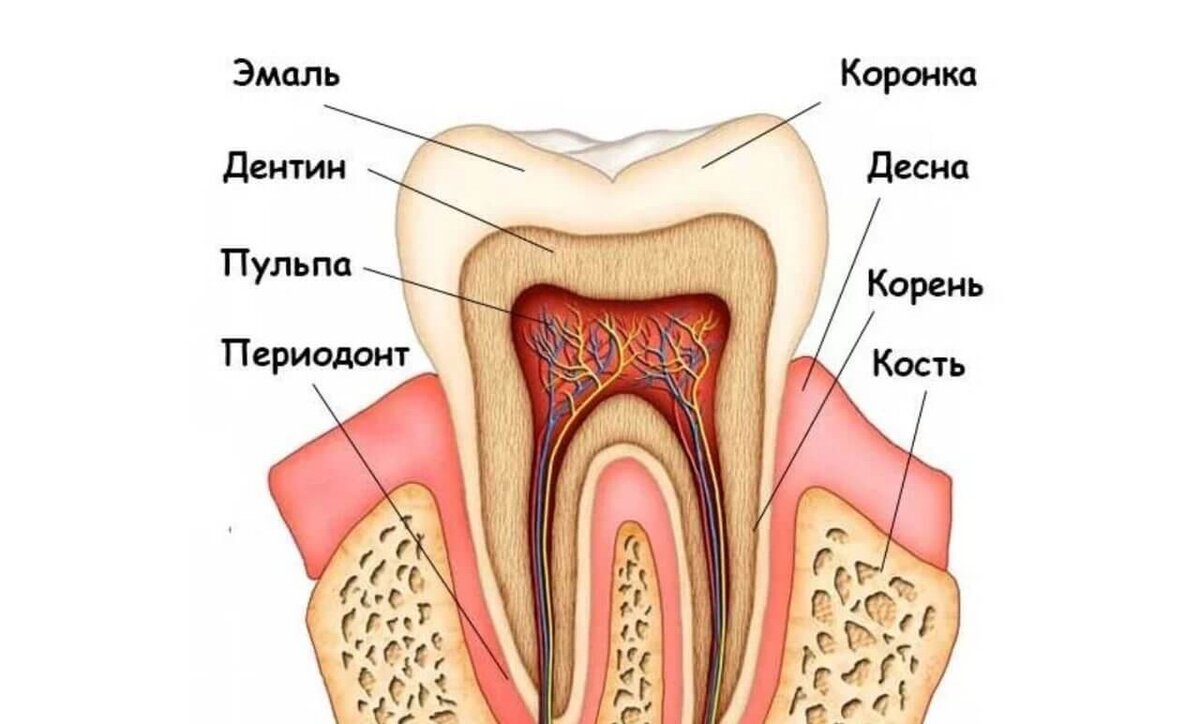 Зубная больше