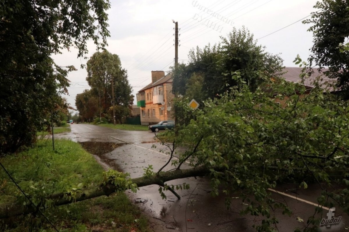    В Курской области ураган повредил дома, ЛЭП и повалил деревья