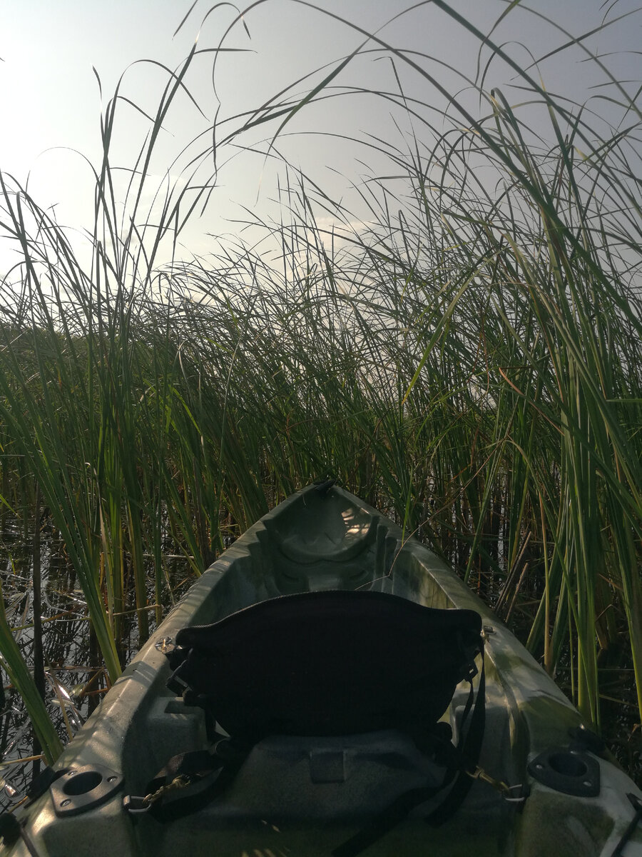 Чипыжи – это местное слово для глуши или плотных зарослей